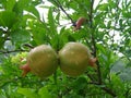 Unripe pomegranate in raindrops. Punica after rain. CarthaginianÃÂ apple Royalty Free Stock Photo